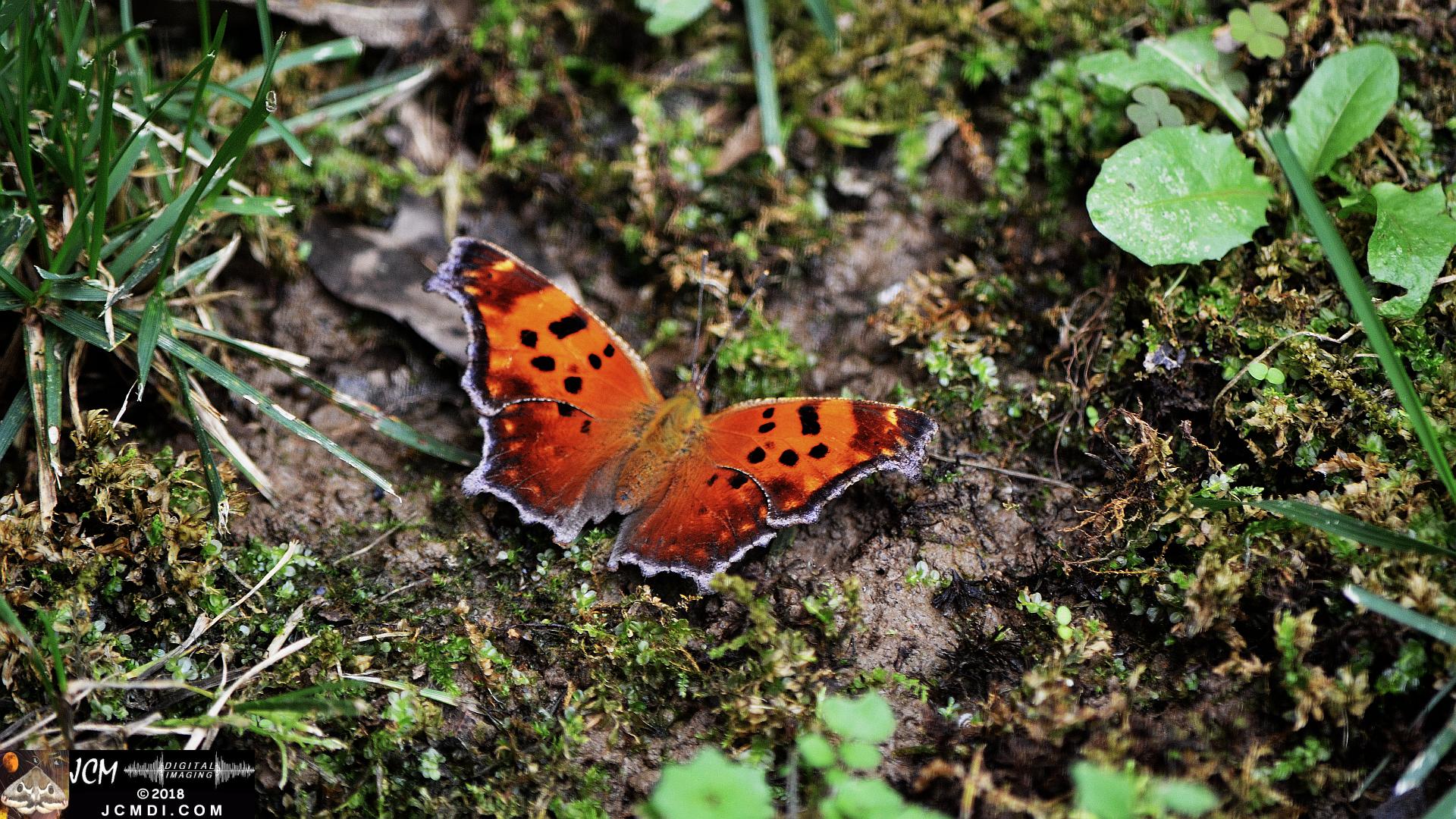 Question Mark Butterfly on mud 1080 (Nikon D5100)